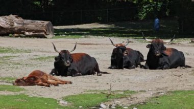 Aurochs ailesi, Heck sığırı, Bos primigenius boğa, soyu tükenmiş yaban öküzlerine benzediğini iddia etti. Evcil dağlık sığırlar