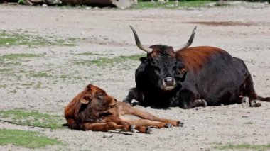 Aurochs ailesi, Heck sığırı, Bos primigenius boğa, soyu tükenmiş yaban öküzlerine benzediğini iddia etti. Evcil dağlık sığırlar