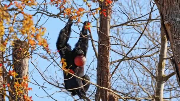 黒頭のクモザル アテレス フシケプスは 中南米から来た新世界猿の一種であるクモサルの一種です — ストック動画