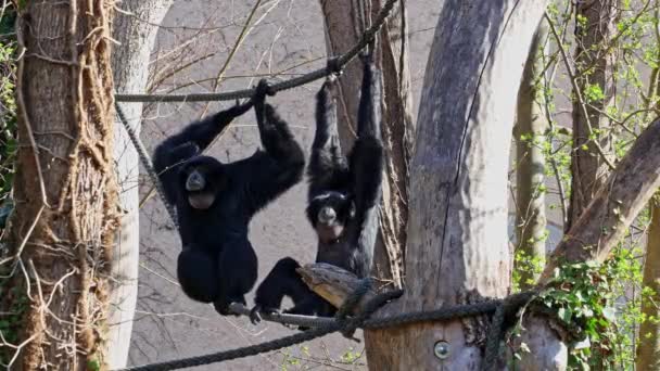 Černohlavá Opice Ateles Fusciceps Druh Pavoučí Opice Typ Opice New — Stock video