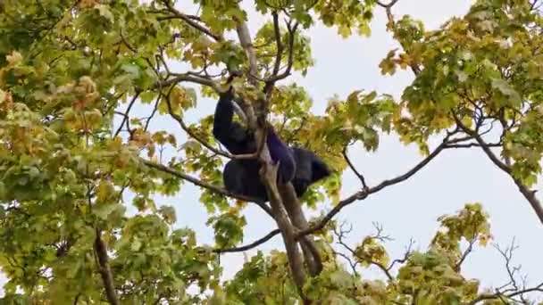 Mono Araña Cabeza Negra Ateles Fusciceps Una Especie Mono Araña — Vídeo de stock
