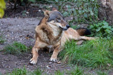 Kurt, gri kurt ya da kereste kurdu olarak da bilinen, Avrasya ve Kuzey Amerika 'nın vahşi ve uzak bölgelerinde yaşayan bir köpek türüdür..