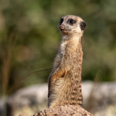 Meerkat, Suricata suricatta bir taşın üzerinde oturuyor ve uzaklığa bakıyor..