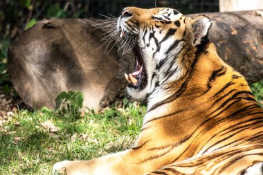 Sibirya kaplanı, Panthera tigris altaica dünyanın en büyük kedisidir.