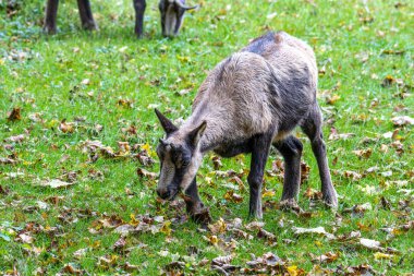 Apennine Chamois, Rupicapra pyrenaica ornata, İtalya 'daki Abruzzo-Lazio-Molise Ulusal Parkı ve İspanya' daki Pireneler 'de yaşamaktadır.