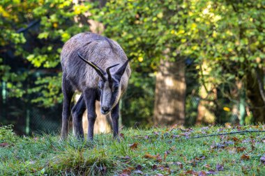 Apennine Chamois, Rupicapra pyrenaica ornata, İtalya 'daki Abruzzo-Lazio-Molise Ulusal Parkı ve İspanya' daki Pireneler 'de yaşamaktadır.
