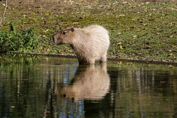 Capybara, Hydrochoerus hydrochaeris Güney Amerika 'da yaşayan bir memelidir. Dünyada yaşayan en büyük kemirgendir..