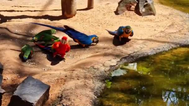 Red Green Macaw Green Winged Macaw Scientific Name Ara Chloroptera — Vídeo de Stock