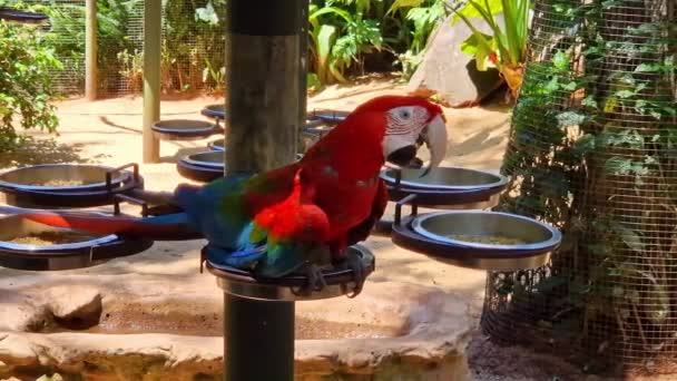 Red Green Macaw Green Winged Macaw Scientific Name Ara Chloroptera — Stockvideo