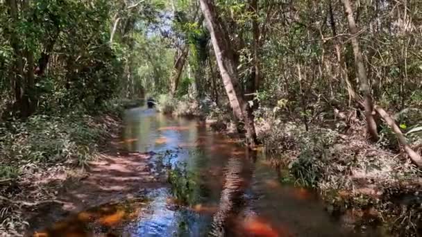 Canoe Tour Pantanal Marimbus Waters Many Rivers Abundant Vegetation Andarai — Video Stock