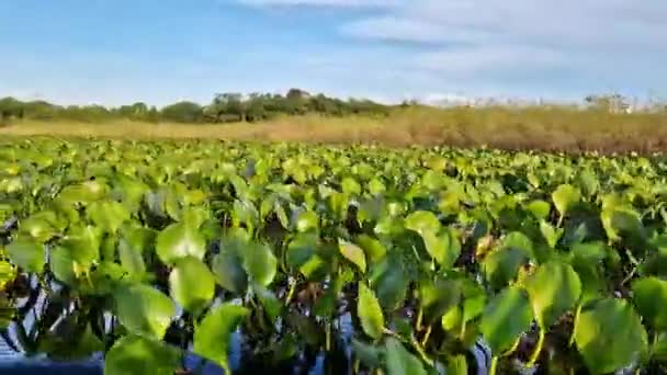 Canoe Tour Pantanal Marimbus Waters Many Rivers Abundant Vegetation Andarai — Video Stock