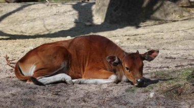 Genç bebek Banteng, Bos javanicus veya Red Bull. Vahşi bir sığır türüdür ama sığır ve bizondan farklı kilit özellikler vardır: hem erkek hem de dişilerde beyaz bir şerit..