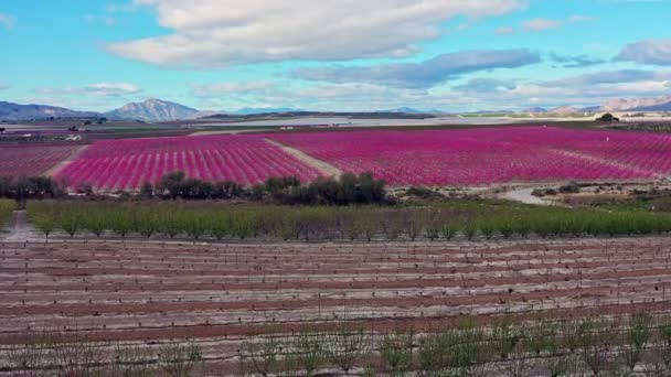 Pfirsichblüte Ascoy Bei Cieza Videoaufnahme Einer Blüte Von Pfirsichbäumen Cieza — Stockvideo