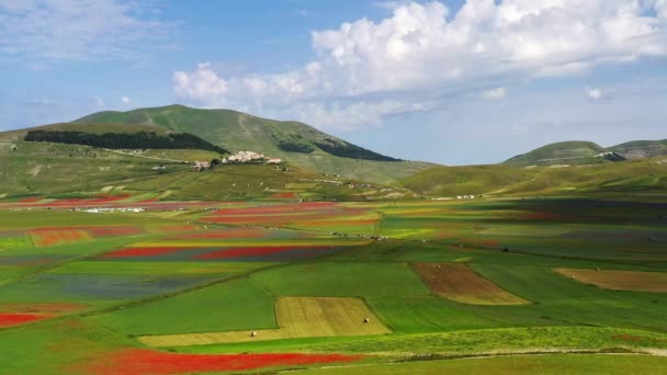 Čočka Kvetoucí Mákem Chrpy Castelluccio Norcia Národní Park Sibillini Hory — Stock video