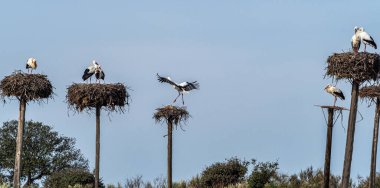 Ciconia ciconia Storks kolonisi Los Barruecos Doğal Anıtı 'nda korunan bir bölgede, Malpartida de Caceres, İspanya' da Extremadura.