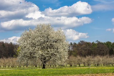 Franconian İsviçre 'de Pretzfeld, Almanya' da tepelerde kiraz çiçeği. Meyve konyağı ve meyve suyu için ünlü bir bölge. Batı Avrupa 'nın kiraz ağaçları için en büyük tarım alanlarından biri..