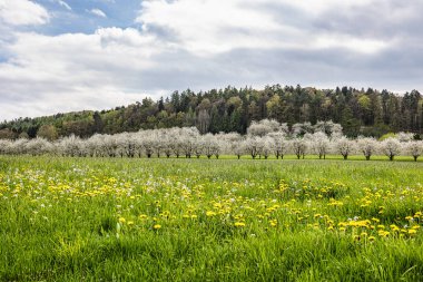 Franconian İsviçre 'de Pretzfeld, Almanya' da tepelerde kiraz çiçeği. Meyve konyağı ve meyve suyu için ünlü bir bölge. Batı Avrupa 'nın kiraz ağaçları için en büyük tarım alanlarından biri..
