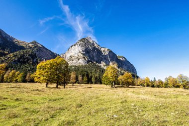 Ahornboden 'daki akçaağaç ağaçlarının sonbahar manzarası, Karwendel dağları, Tyrol, Avusturya