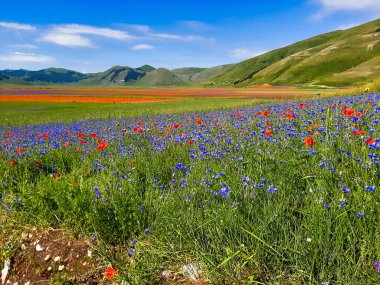 Castelluccio di Norcia 'da gelincikler ve çiçek açan mercimek, ulusal park sibillini dağları, İtalya, Avrupa