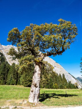 Ahornboden 'daki akçaağaç ağaçlarının sonbahar manzarası, Karwendel dağları, Tyrol, Avusturya