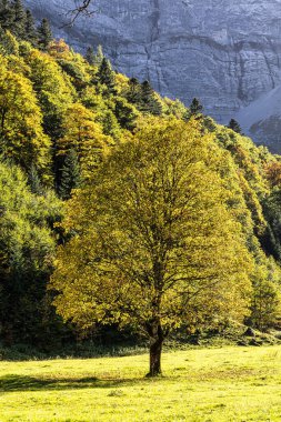 Ahornboden 'daki akçaağaç ağaçlarının sonbahar manzarası, Karwendel dağları, Tyrol, Avusturya