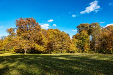 Münih 'in ünlü dinlenme yeri Englischer Garten' da altın sonbahar manzarası. Düşmüş yaprakları ve altın güneş ışığı olan İngiliz bahçesi. Munchen, Bavyera, Almanya