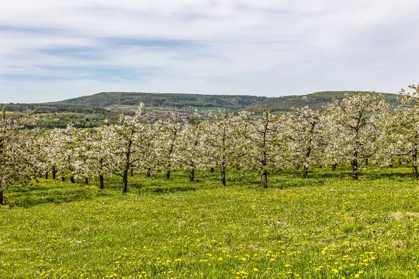 Cherry blossom on the hills at Kirchehrenbach, Germany in Franconian Switzerland. A famous region for fruit brandy and fruit juice. One of the biggest cultivation areas in western europe for cherry trees