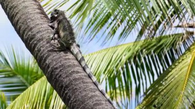 Brezilya, Bahia, Imbassai 'de bir palmiye ağacında oturan yeşil iguana egzotik tropik adada küçük bir ejderha gibi görünen vahşi hayvan..
