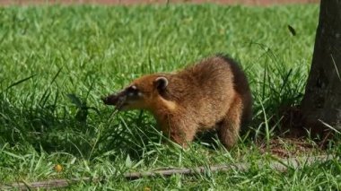 Güney Amerika Koati Ailesi, Halka Kuyruklu Koati, Nasua Nasua, Iguazu Şelalesi, Foz do Iguacu, Parana Eyaleti, Güney Brezilya. Iguassu Şelalesi yakınlarında yaygın bir Coati türüdür..