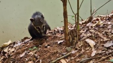 Güney Amerika Koati Ailesi, Halka Kuyruklu Koati, Nasua Nasua, Iguazu Şelalesi, Foz do Iguacu, Parana Eyaleti, Güney Brezilya. Iguassu Şelalesi yakınlarında yaygın bir Coati türüdür..