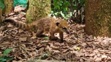 Family of South American Coati, Ring-tailed Coati, Nasua nasua at Iguazu Falls, Foz do Iguacu, Parana State, South Brazil. A common species of Coati present near Iguassu Falls.