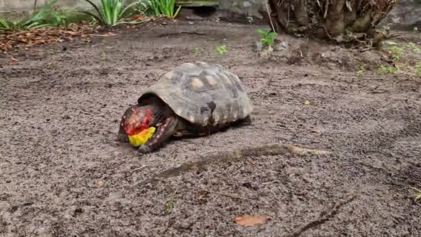 Red Footed Tortoise Chelonoidis Carbonarius Imbassai Bahia Brazil Species Tortoise — Video