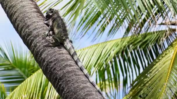 緑のイグアナImbassai Bahia Brazilのヤシの木に座っています エキゾチックな熱帯の島で小さなドラゴンのように見える野生動物 — ストック動画