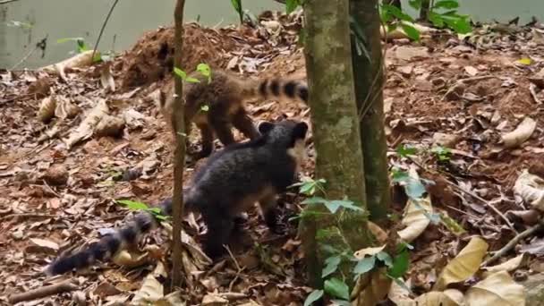 Family South American Coati Ring Tailed Coati Nasua Nasua Iguazu — Stockvideo