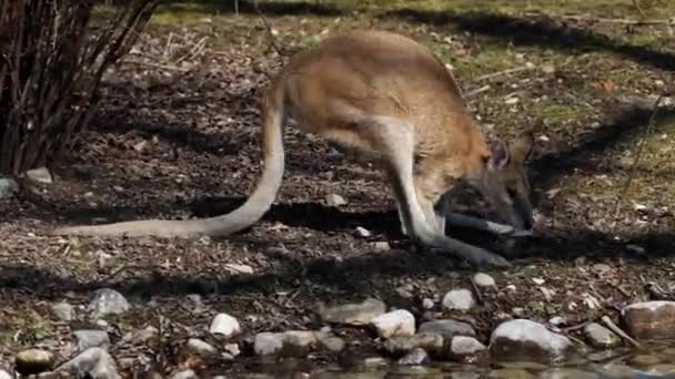 Wallaby Agil Macropus Agilis Asemenea Cunoscut Sub Numele Wallaby Nisipos — Videoclip de stoc