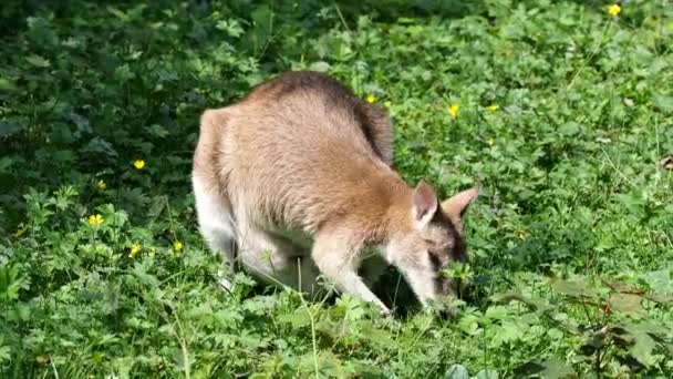 Wallaby Agile Macropus Agilis Aussi Connu Sous Nom Wallaby Sablonneux — Video