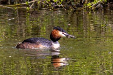 Great Crested Grebe, Podiceps kristali bir balık yakaladı. Güzel turuncu renkli bir kuş, kırmızı gözlü bir su kuşu. Eski Dünya 'da bulunan en büyük aile üyesidir..