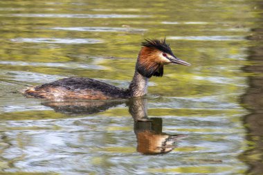 Great Crested Grebe, Podiceps kristali turuncu güzel renklerle, kırmızı gözlü bir su kuşu. Eski Dünya 'da bulunan en büyük aile üyesidir..