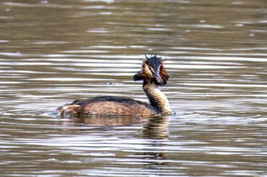 Great Crested Grebe, Podiceps kristali turuncu güzel renklerle, kırmızı gözlü bir su kuşu. Eski Dünya 'da bulunan en büyük aile üyesidir..