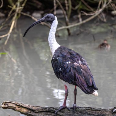 Saman boyunlu Ibis, Threskiornis spinicollis, Threskiornithidae familyasından bir kuş türü..