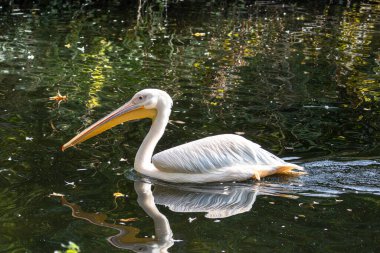 Büyük Beyaz Pelikan (
