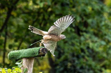 Falco tinnunculus, atmacagiller (Falconidae) familyasından bir kuş türü..