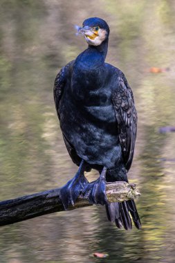 Kuzey yarımküre boyunca büyük siyah karabatak olarak bilinen büyük karabatak, Avustralya 'daki siyah karabatak ve Yeni Zelanda' nın daha güneyindeki siyah karabatak