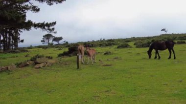 Galiçya, İspanya ve Avrupa 'da San Andres de Teixido' da çim yiyen vahşi atlar