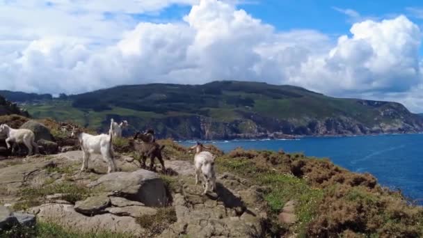 Άγριες Κατσίκες Στα Βράχια Της Χερσονήσου Estaca Bares Επαρχία Coruna — Αρχείο Βίντεο