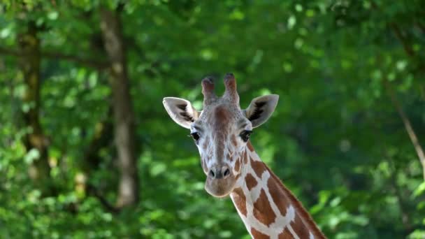 Girafa Girafa Camelopardalis Mamífero Africano Ungulado Animal Terrestre Vivo Mais — Vídeo de Stock