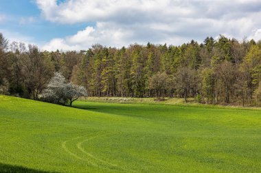 Franconian İsviçre 'de Pretzfeld, Almanya' da tepelerde kiraz çiçeği. Meyve konyağı ve meyve suyu için ünlü bir bölge. Batı Avrupa 'nın kiraz ağaçları için en büyük tarım alanlarından biri..