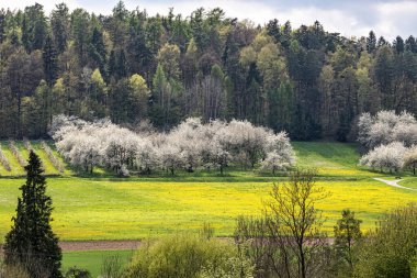Franconian İsviçre 'de Pretzfeld, Almanya' da tepelerde kiraz çiçeği. Meyve konyağı ve meyve suyu için ünlü bir bölge. Batı Avrupa 'nın kiraz ağaçları için en büyük tarım alanlarından biri..