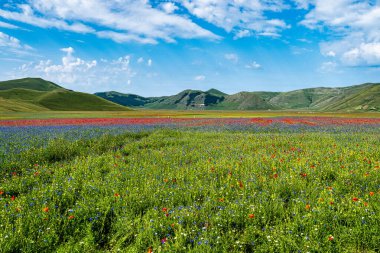 Castelluccio di Norcia 'da gelincikler ve çiçek açan mercimek, ulusal park sibillini dağları, İtalya, Avrupa