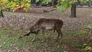 Fallow deer, Dama mezopotamya, Cervidae familyasından bir memeli türü..